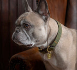 dog tweed collars lead ; harness Shires Digby & fox collection