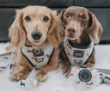 Dachshund / sausage dog Sass & Woof Collection
